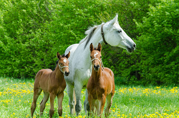 istock Warmblood mare and twin foals 187142213