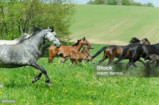 Warmblood Mares Und Foam Hand Im Galopp Stockfoto und mehr Bilder von Agrarbetrieb - Agrarbetrieb, Aktivitäten und Sport, Bewegung