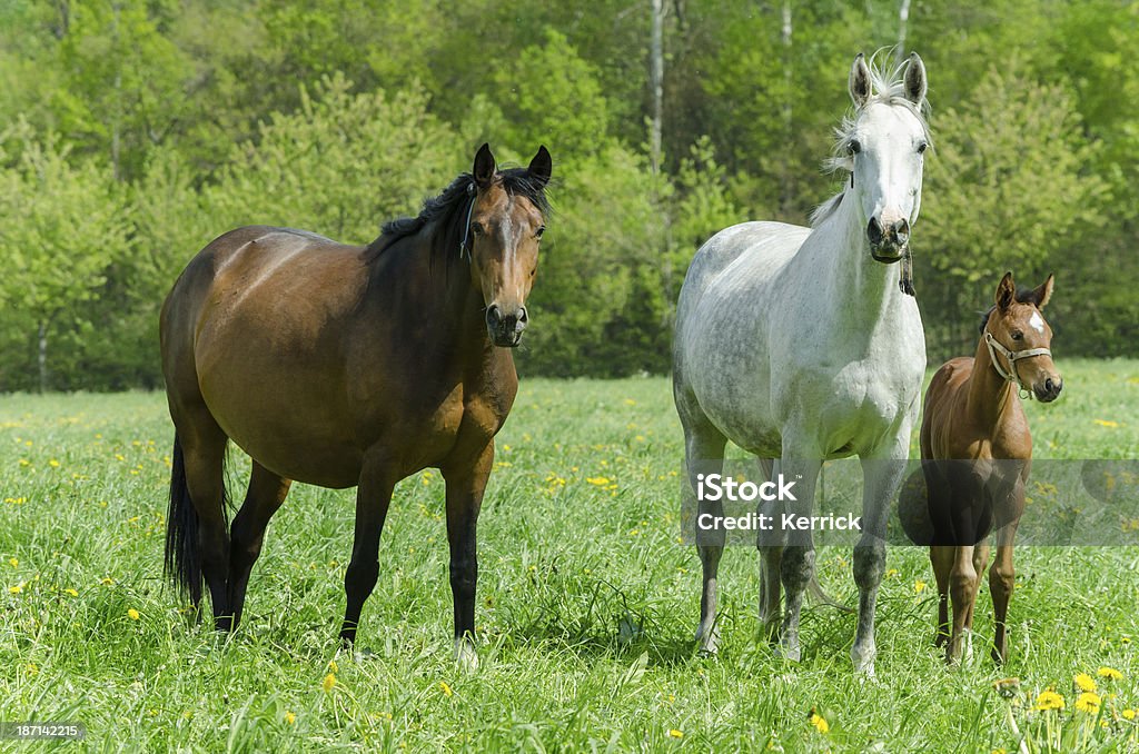 Warmblood Stute und Fohlen - Lizenzfrei Schwanger Stock-Foto