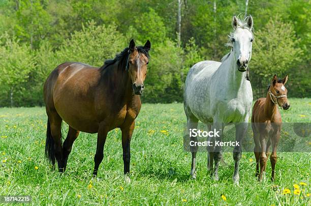 Warmblood Stute Und Fohlen Stockfoto und mehr Bilder von Schwanger - Schwanger, Stute, Pferd