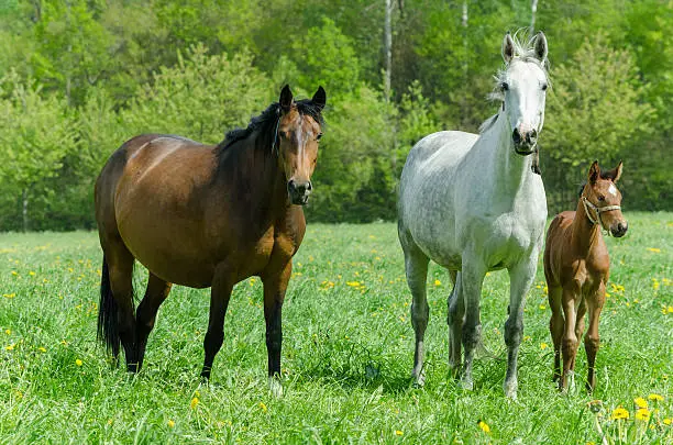 warmblood mare and foal and a pregnant mare on pasture.