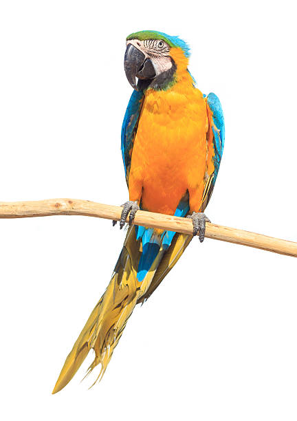 ブルーとゴールドのマコー白背景 - gold and blue macaw ストックフォトと画像