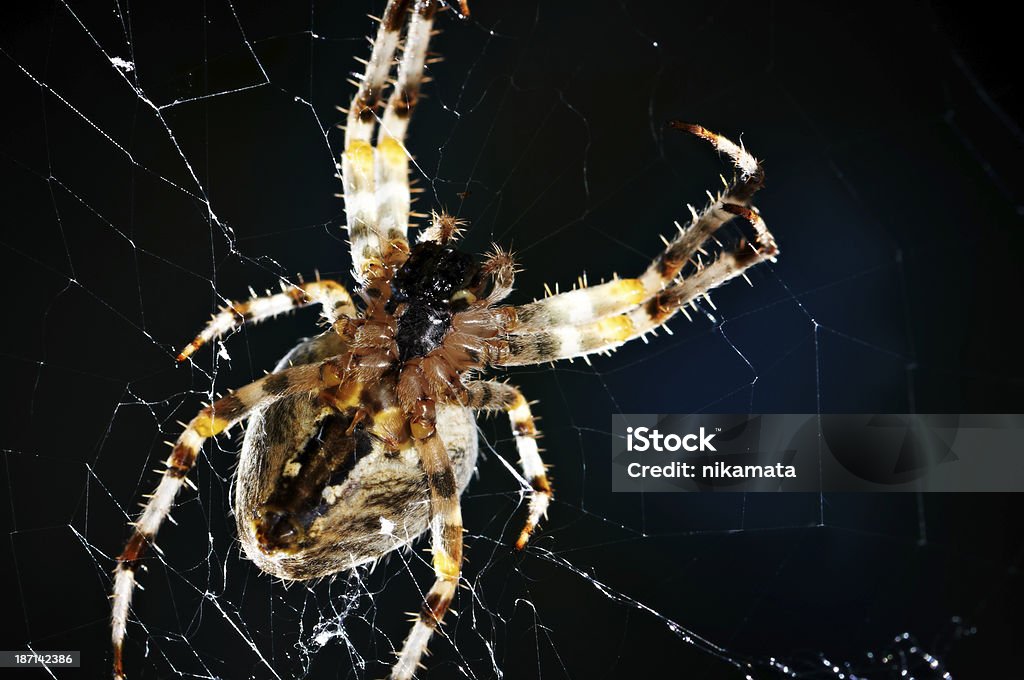 Aranha na Web - Foto de stock de Animais caçando royalty-free