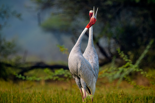 Sarus crane (Antigone antigone), Keoladeo Ghana National Park (Bharatpur Bird Sanctuary)