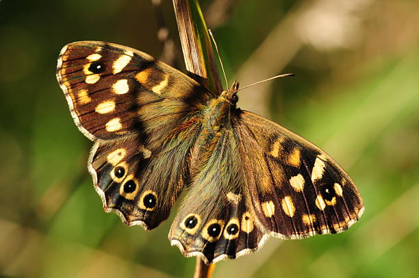 Macro image of an insect in late afternoon sunlight in a open wooded glade.