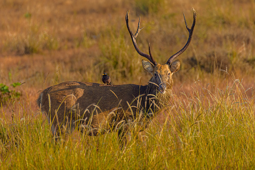 barasingha deer, Kanha Tiger Reserve, Madhya Pradesh