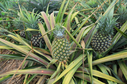 pineapple fruit field, Chonburi Thailand