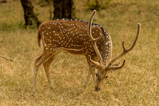 Spotted deer, Ranthambore