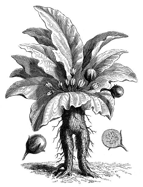 Vetores de Antigo Ilustração De Mandrake Planta e mais imagens de