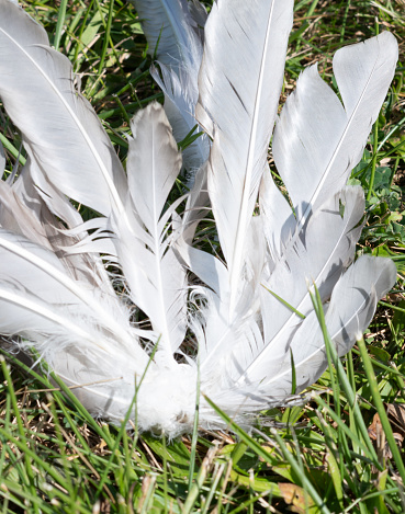 White falling bird wings in the grass