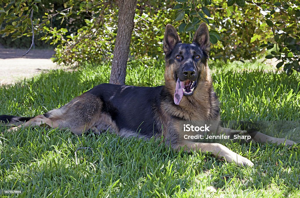 Cão pastor alemão Cão - Royalty-free Amizade Foto de stock