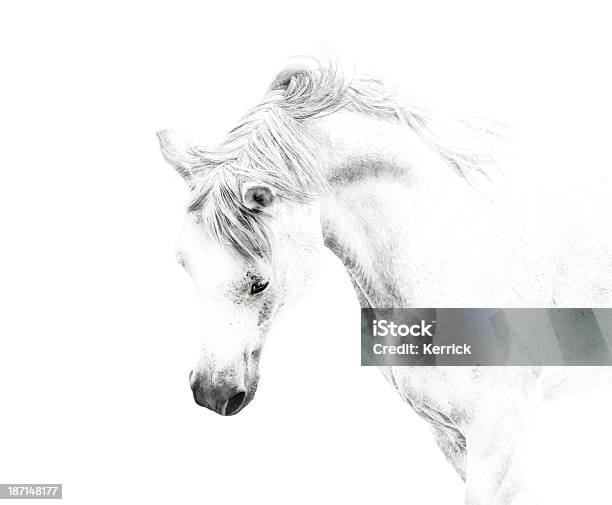 White Horse Details Auf Weißem Hintergrund Stockfoto und mehr Bilder von Pferd - Pferd, Schwarzweiß-Bild, Porträt