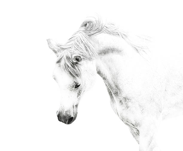 istock white horse details on white-background 187148177