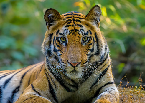Bengal Tiger, Bandhavgarh National Park, Madhya Pradesh, India
