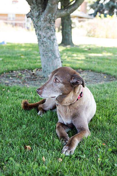 istock Dog Laying in the Grass 187148390