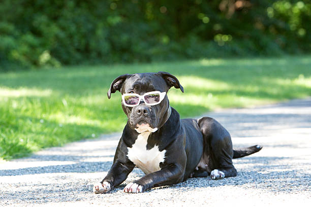 Pitbull mix laying down in the park while wearing sunglasses