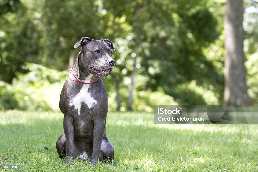 Cachorro sentado no parque - Foto de stock de Amizade royalty-free