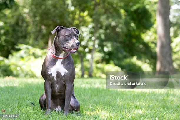 Foto de Cachorro Sentado No Parque e mais fotos de stock de Amizade - Amizade, Animal, Animal doméstico