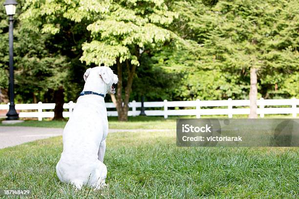 Foto de Cachorro Sentado No Parque e mais fotos de stock de Amizade - Amizade, Animal, Animal doméstico