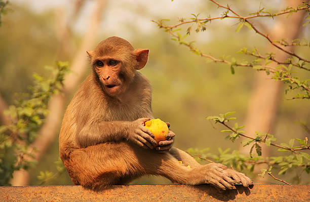 istock Rhesus Macaque eating an apple, New Delhi 187148751