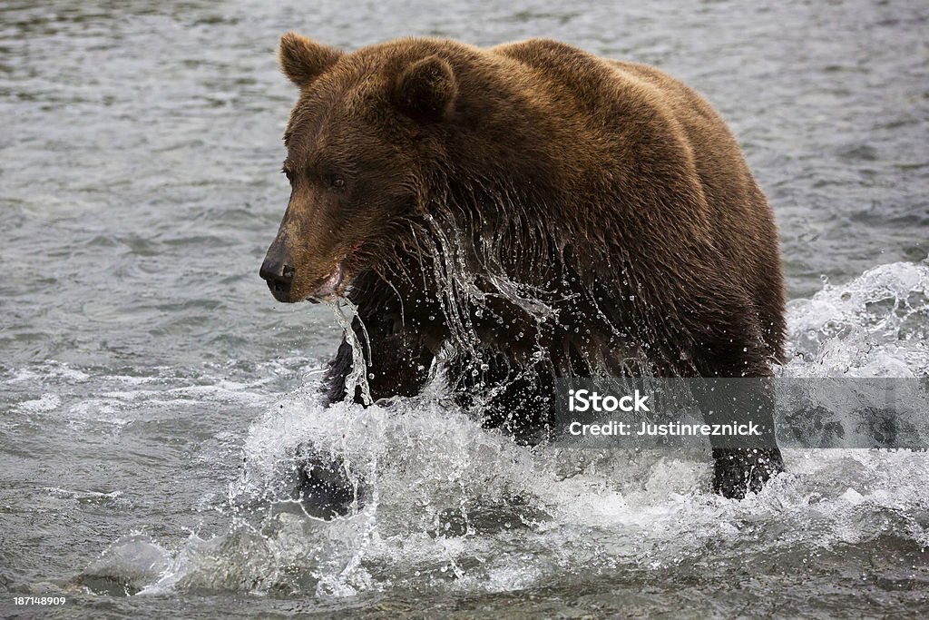 Coastal Niedźwiedź brunatny Polowanie do łososia - Zbiór zdjęć royalty-free (Bez ludzi)
