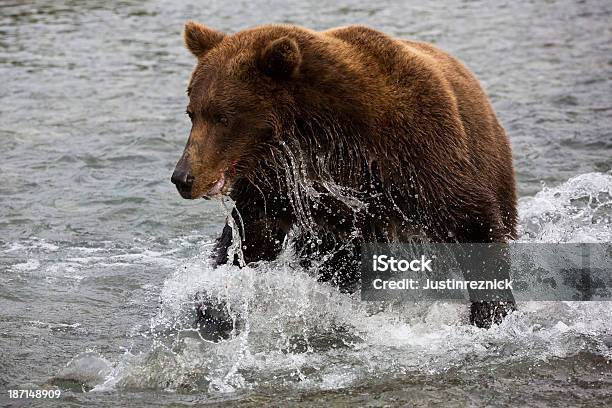 Foto de Coastal Urso Pardo Caça De Salmão e mais fotos de stock de Alasca - Estado dos EUA - Alasca - Estado dos EUA, Animais caçando, Animal