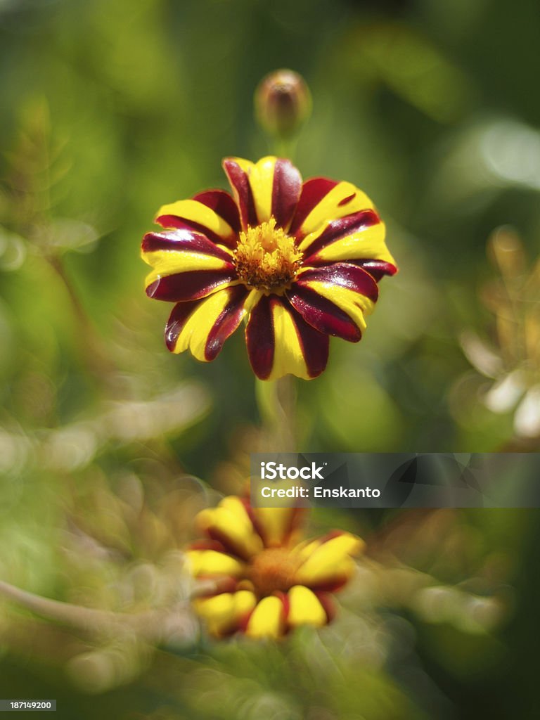 Studentenblume - Lizenzfrei Baumblüte Stock-Foto