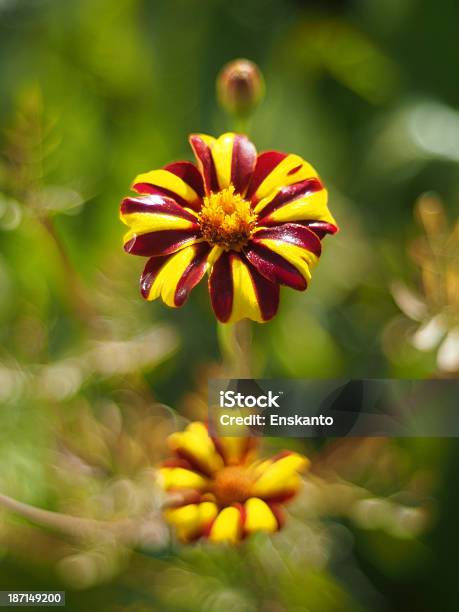 Studentenblume Stockfoto und mehr Bilder von Baumblüte - Baumblüte, Bildkomposition und Technik, Blatt - Pflanzenbestandteile