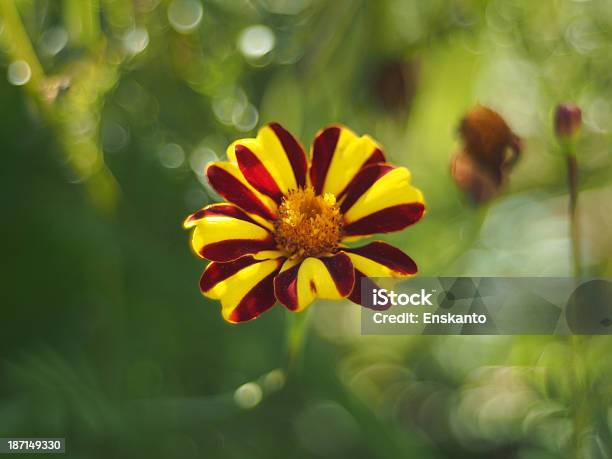 Calendula - Fotografie stock e altre immagini di Allegro - Allegro, Ambientazione esterna, Arancione