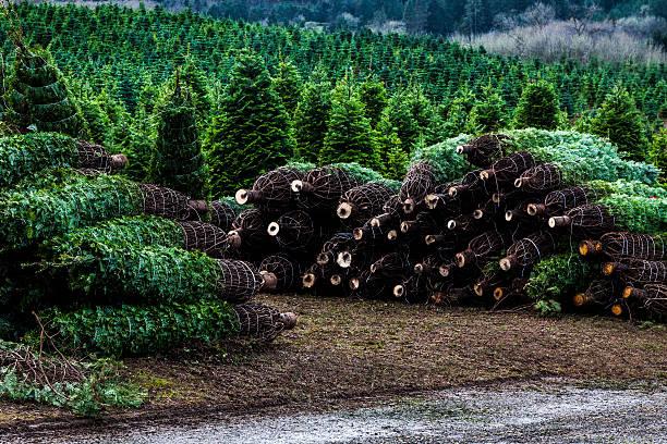 arbre de noël prêt à la ferme coupe row - christmas tree christmas wood woods photos et images de collection