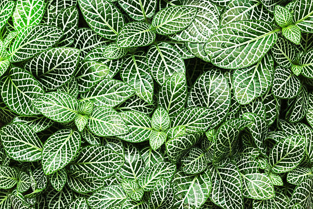 istock striped leaf ornamental plants close up 187149348