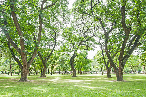 istock Green lawn in city park 187149964