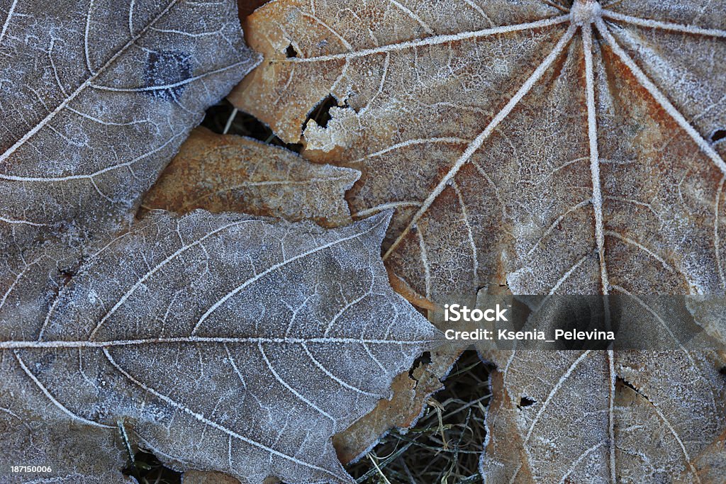 Background of frosty maple leaf Autumn Stock Photo