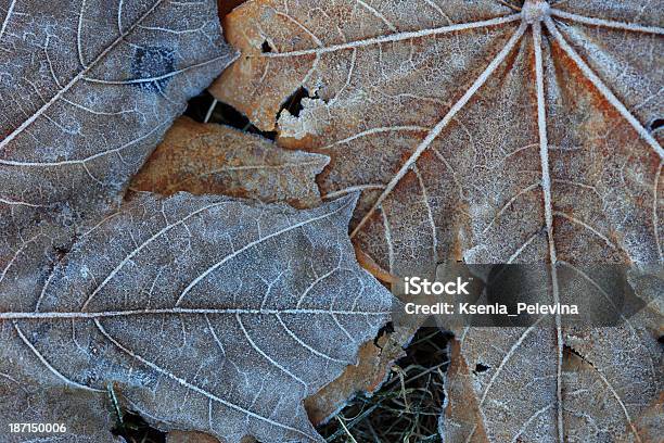 Background Of Frosty Maple Leaf Stock Photo - Download Image Now - Autumn, Backgrounds, Beauty In Nature