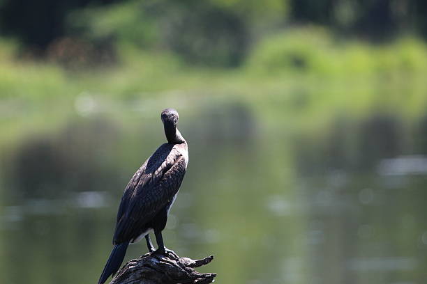 Cormorão olhando para a água - foto de acervo