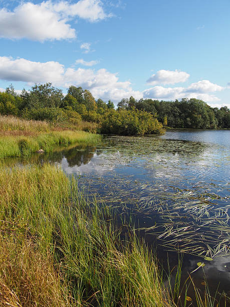 istock Lake in the summer 187150088