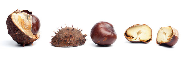 istock Conkers or horse chestnuts in capsule 187150123