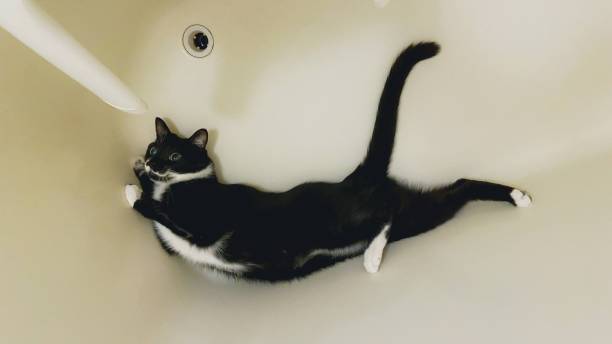 istock Cat relaxing in the bathtub 1871504289