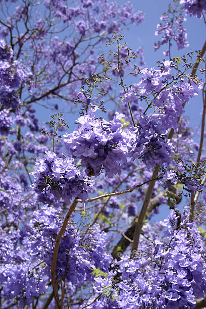 istock Buds and Flowers Blooming of Jacaranda Tree 187150522