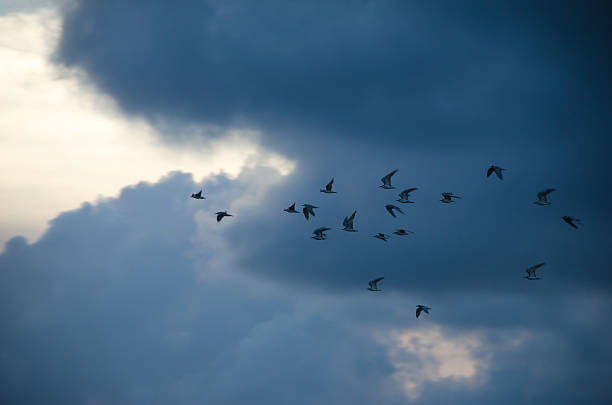 istock Sunset / sunrise bird with clouds 187150630