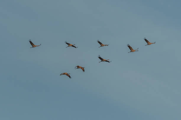 istock Triangle flight of common cranes (Grus grus) migrating south in autumn. 1871508595