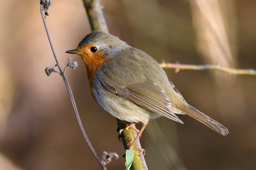 Robin on a twig looking into the distance.