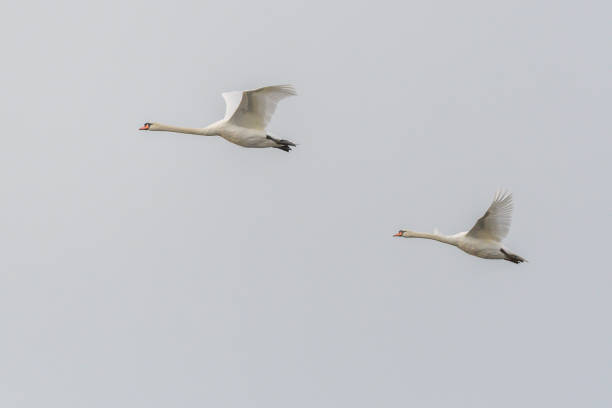 istock Two mute swans (Cygnus olor)in flight in autumn. 1871509025