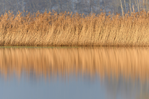 Reeds in a flooded meadow in autumn. Bas-Rhin, Collectivite europeenne d'Alsace,Grand Est, France, Europe.