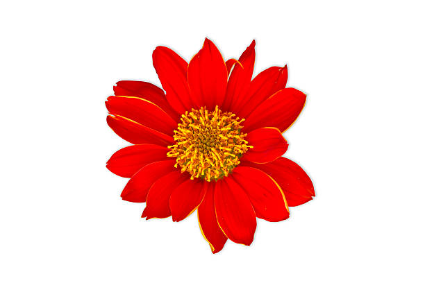 istock red flower with petals of on a white background 187151121