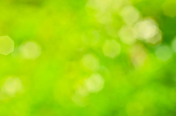istock Sunny abstract green nature background 187151155