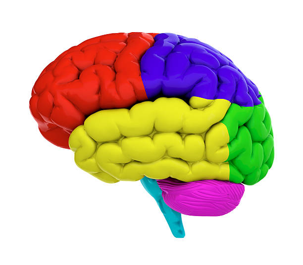 цветной головного мозга - lobe стоковые фото и изображения