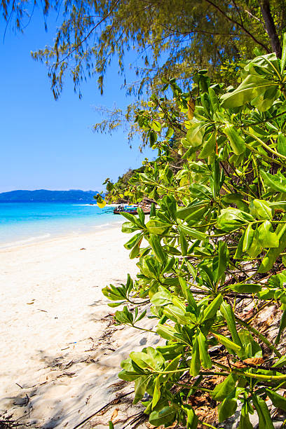 istock beach and tropical sea sand 187151542