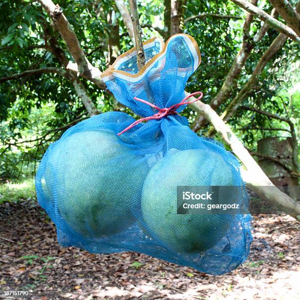 Pomelo Frutta Pack - Fotografie stock e altre immagini di Agricoltura - Agricoltura, Agrume, Albero