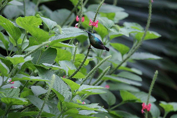 Nectarínia e néctar - foto de acervo